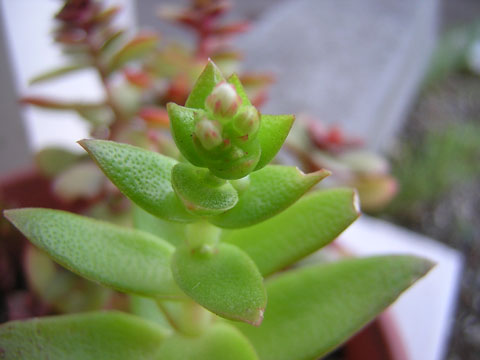 花 もよう 多肉植物