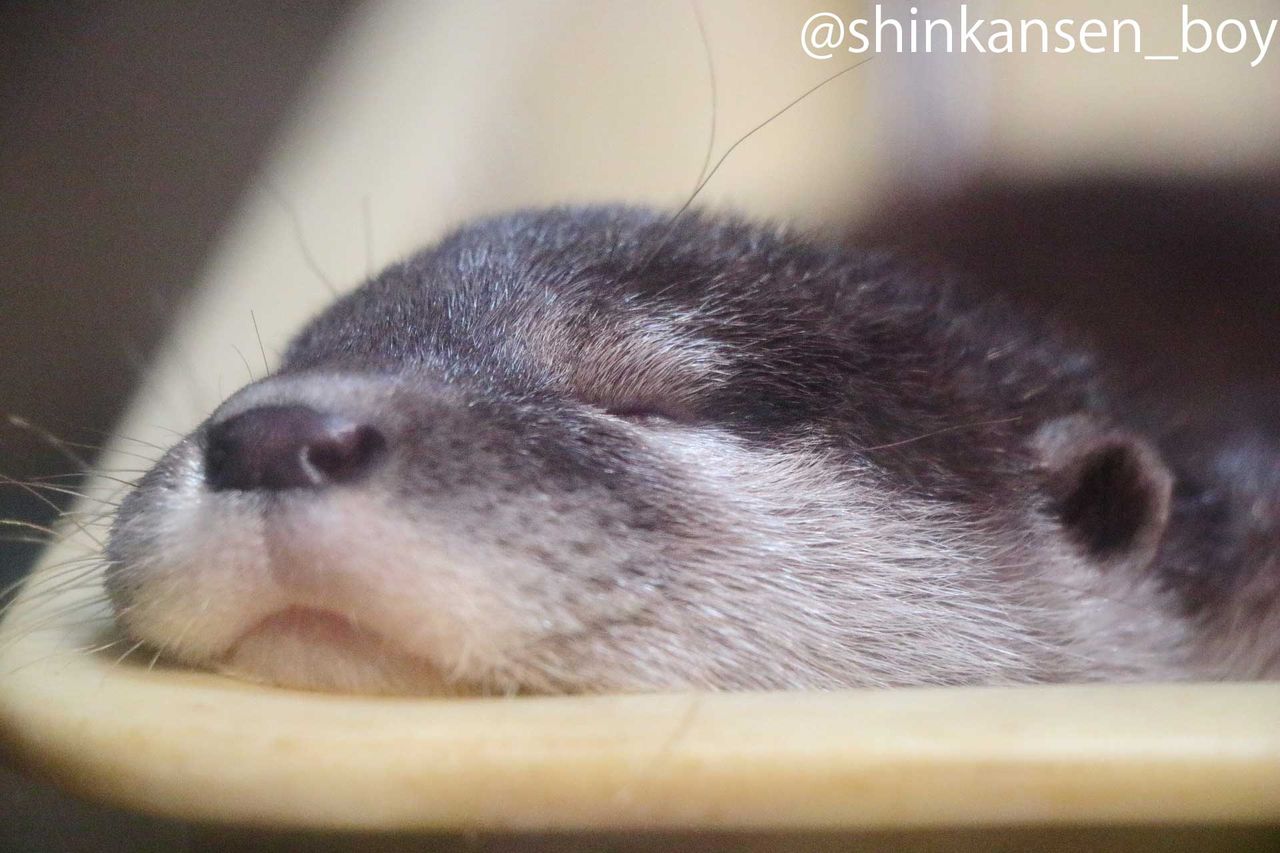 16年5月5日 アクア トトぎふ その4 お食事後 その他 まゆげカワウソの撮影日記 16年5月5日 アクア トトぎふ その4 お食事後 その他 まゆげカワウソの撮影日記
