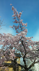 20170406京都哲学の道2