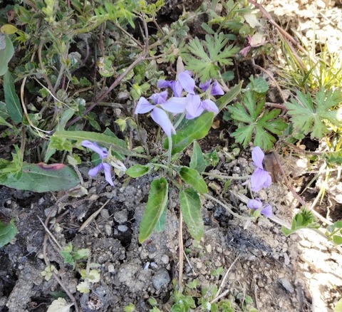 20240401由加神社2