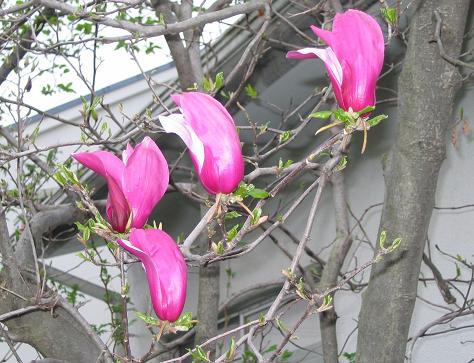 モクレン 木蓮 自然が好き 花が好き