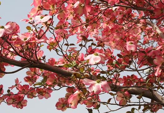 ハナミズキ 花水木 自然が好き 花が好き ハナミズキ 花水木 自然が好き 花が好き