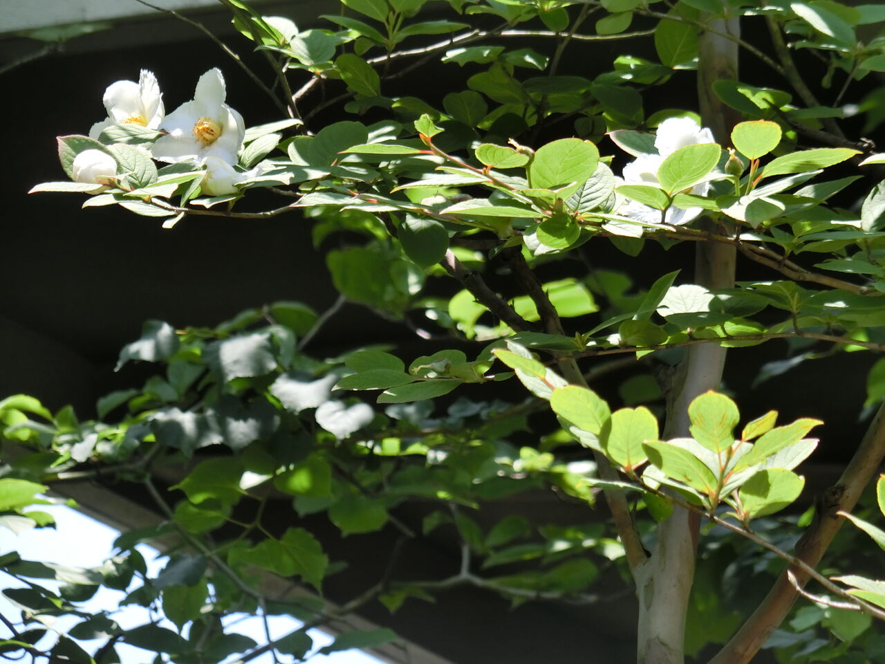 シャラノキ 沙羅の木 とボダイジュ 菩提樹 まゆみブログ