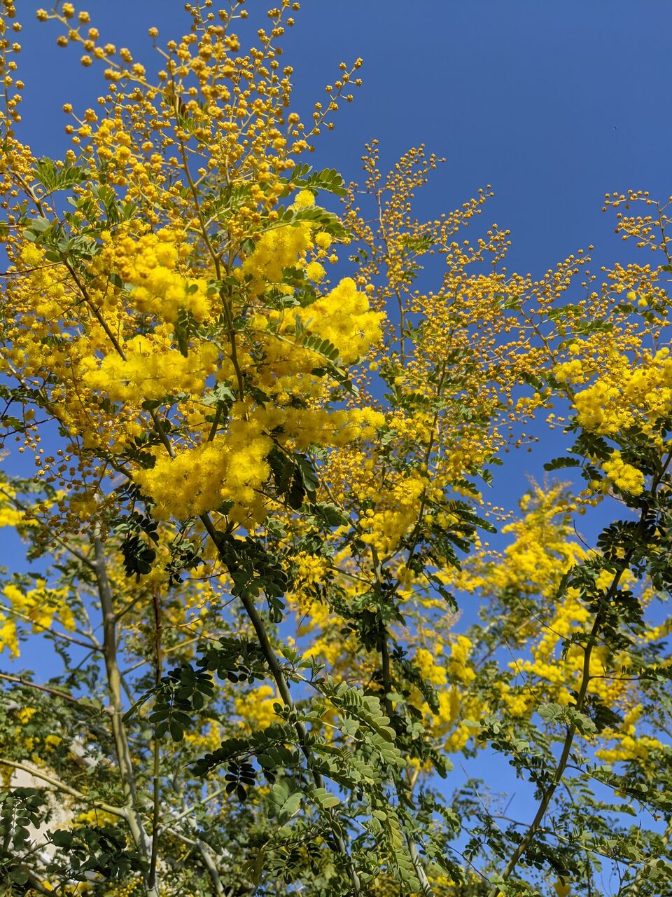 ミモザの季節です Mayu Sハーブガーデンとハンドメイドが好きなwebライター