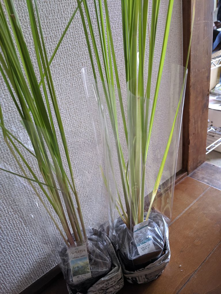 楽天で購入したパンパスグラスとケイトウ植えました Mayu Sハーブガーデンとハンドメイドが好きなwebライター