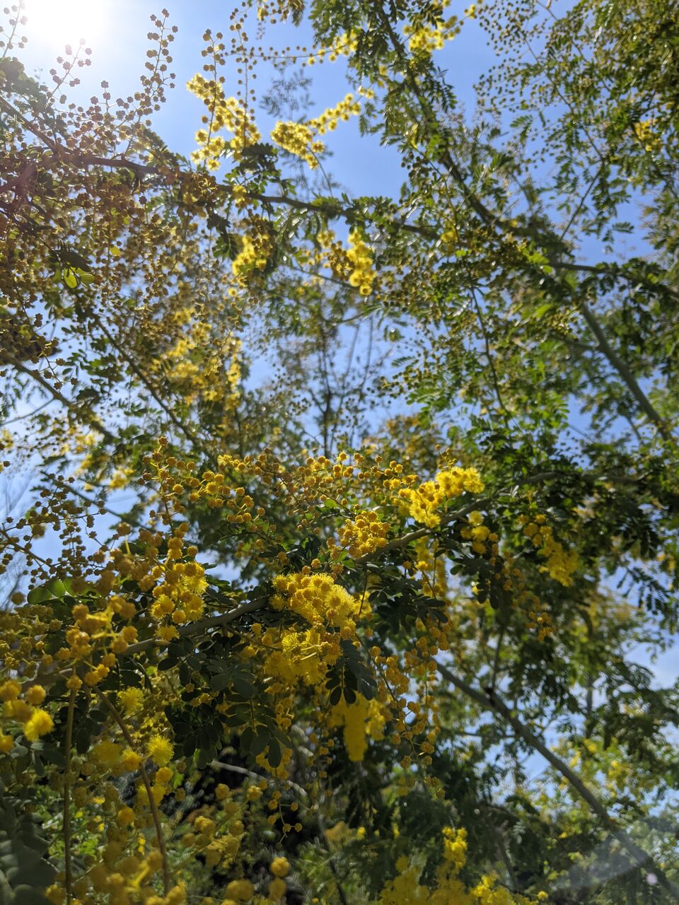 ミモザの季節です Mayu Sハーブガーデンとハンドメイドが好きなwebライター