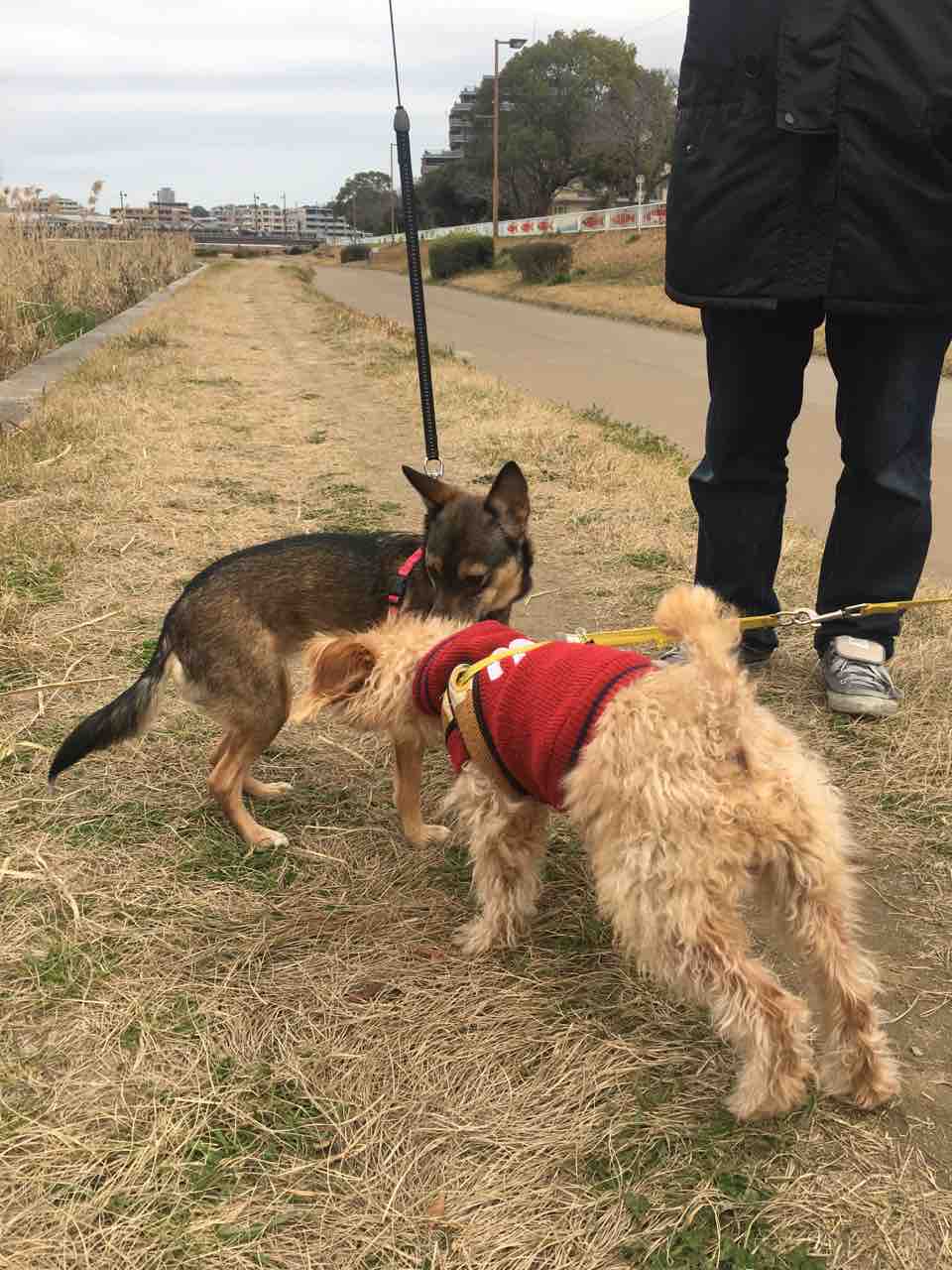 犬 まゆたろ日記 犬 まゆたろ日記