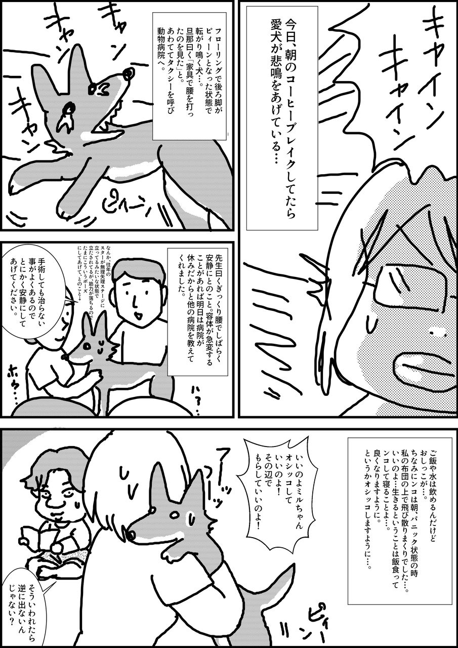 犬のギックリ腰 まゆたろ日記