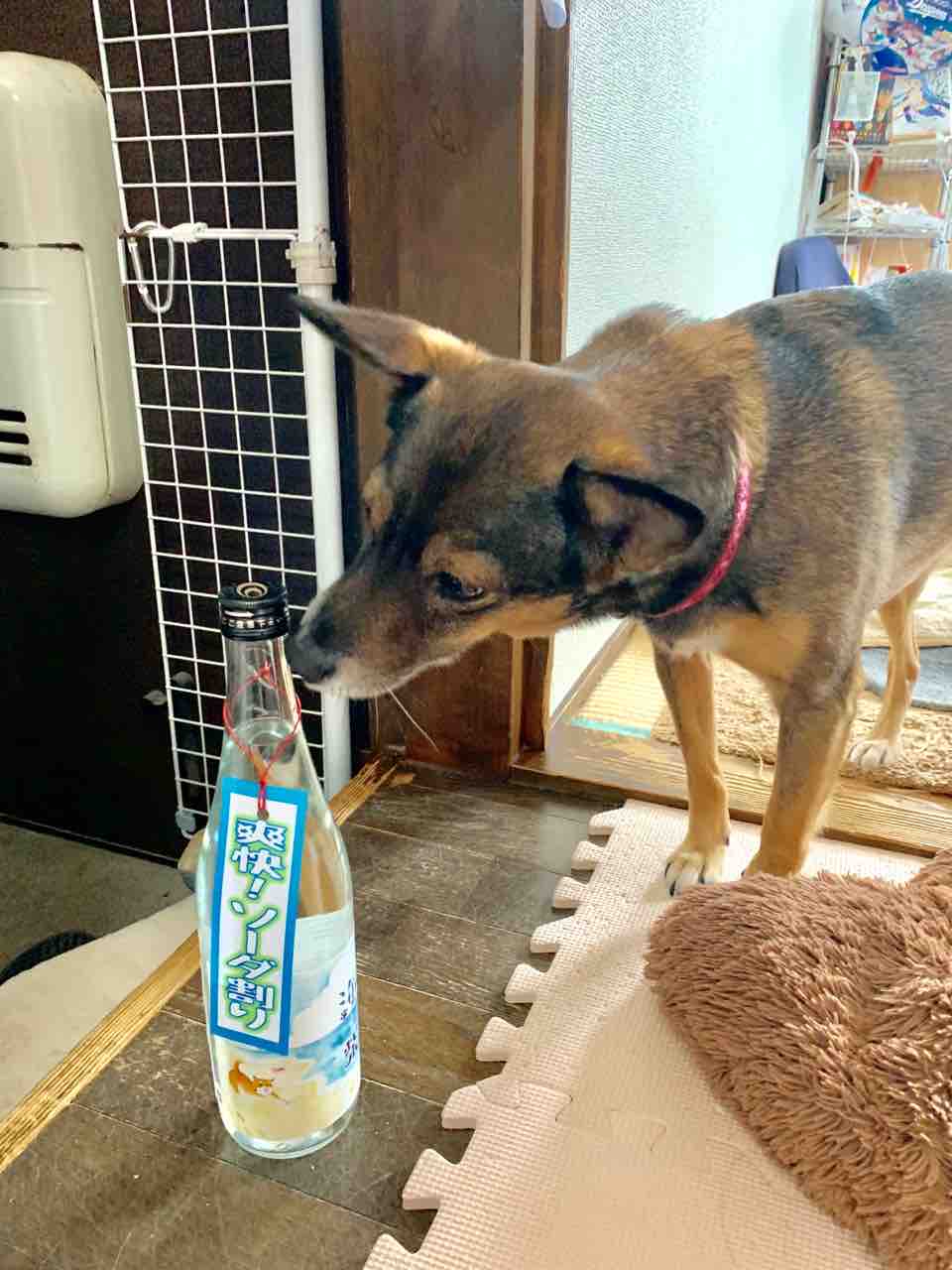 犬 まゆたろ日記 犬 まゆたろ日記