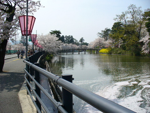 高田公園　観桜会 023