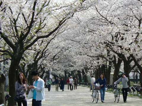 高田公園　観桜会 033