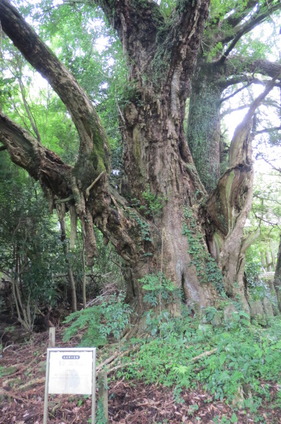 九鹿猪山　圓通寺