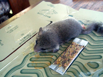 Mouse Notes In Mbeya