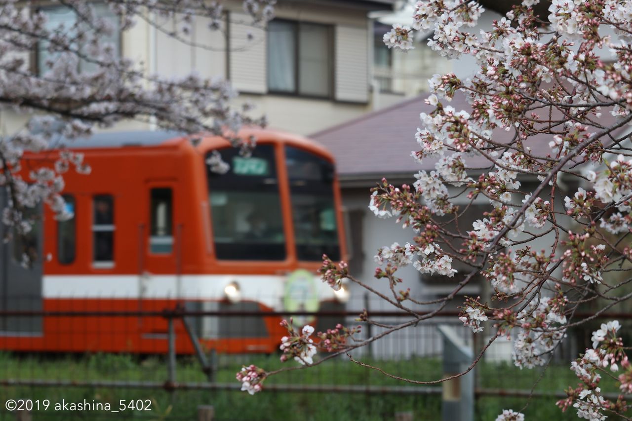 桜の木の間から顔を出す「流星」