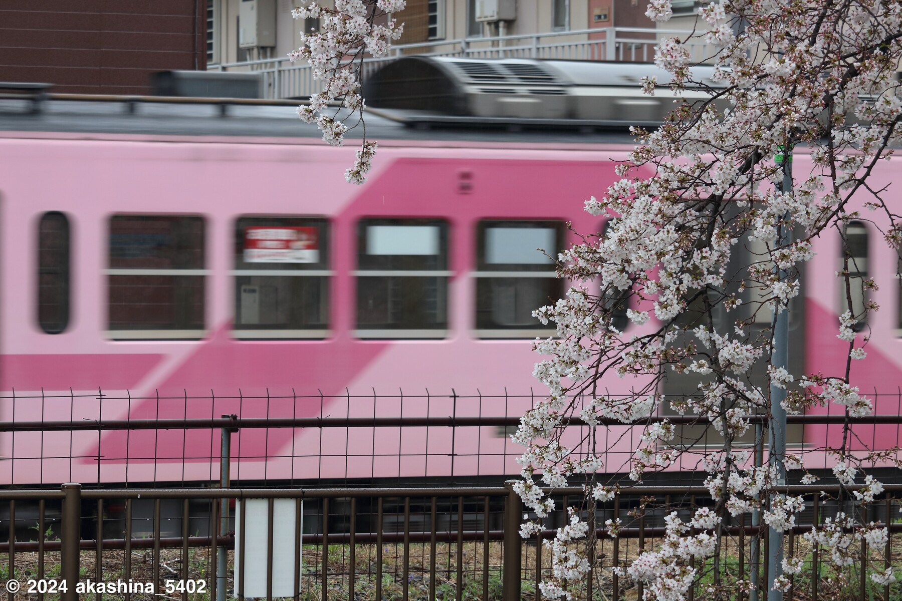 新坂川沿いの桜と流鉄5001編成「さくら」