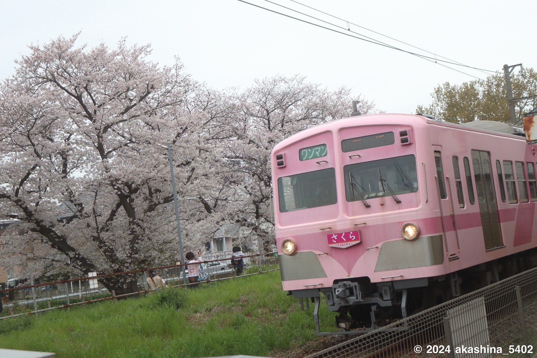 桜並木沿いの遊歩道を横目にはしる「さくら」