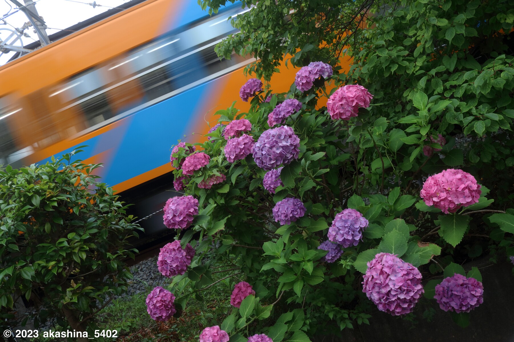 【真作】絵画　西脇蒼波　日本画6号　鉄線花　金地に咲く気品の紫花　X123 真作】絵画 西脇蒼波 日本画6号 鉄線花 金地に咲く気品の紫花