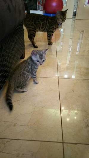 26907217_1543986785717306_2211740299644358401_n