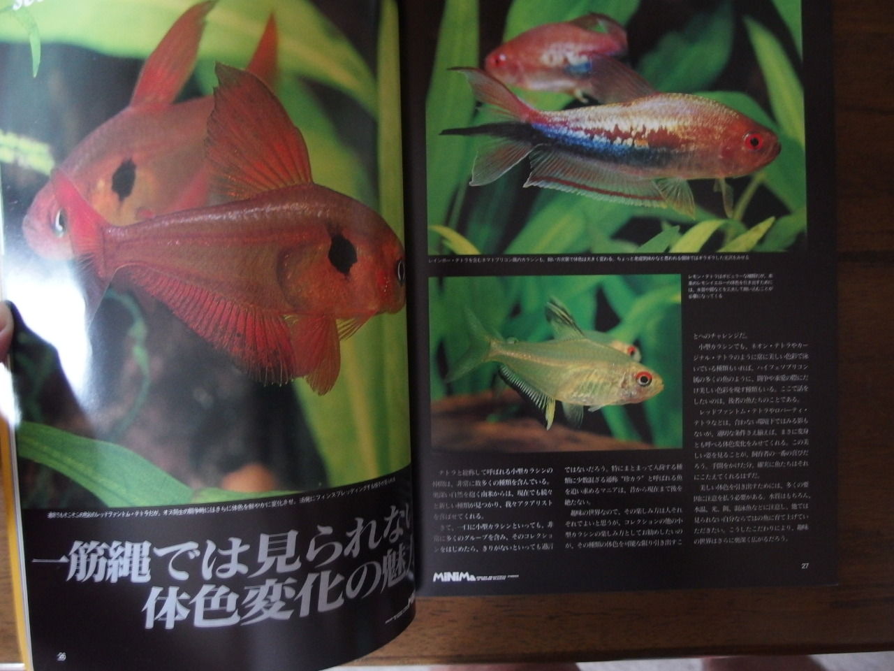 Piscesピーシーズminimaミニマ No 1 No 3 Mc Sashibaのアクア用品供出所 Piscesピーシーズminimaミニマ No 1 No 3 Mc Sashibaのアクア用品供出所