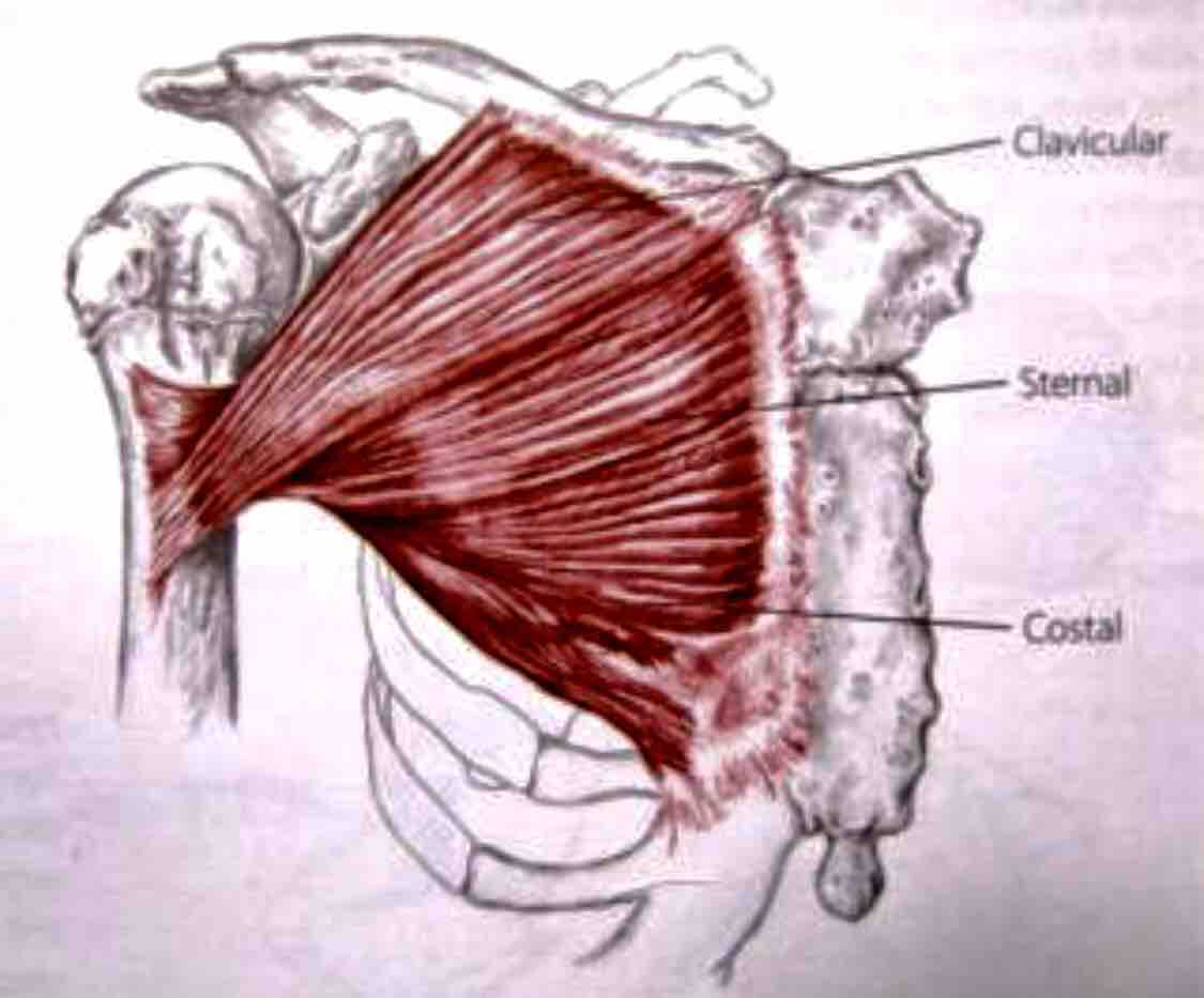 解剖学 大胸筋 について学ぼう ボディメイクコンサルタント山口翔吾公式ブログ