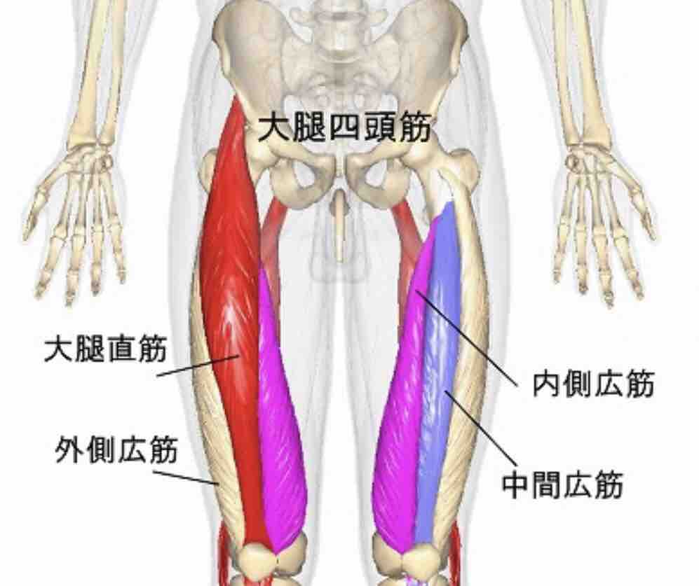 解剖学 大腿四頭筋 について学ぼう ボディメイクコンサルタント山口翔吾公式ブログ