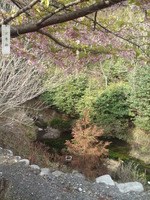 20130401sakura (7)
