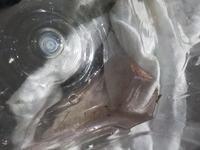 DSCN7806