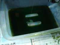 vt250z-mc08ws20130406 (4)