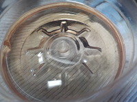 DSCN5017