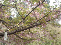 20130401sakura (6)