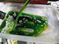 DSCN3023