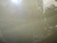 DSCN7345
