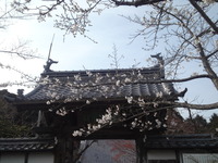 20130401sakura (1)