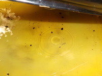 DSCN2112