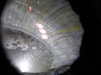 DSCN7016