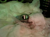 Image214