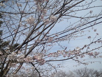 20130401sakura (2)