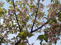 20130401sakura (5)