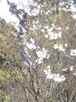 20130401sakura (8)