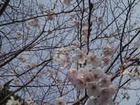 20130401sakura (4)