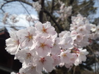 20130401sakura (3)