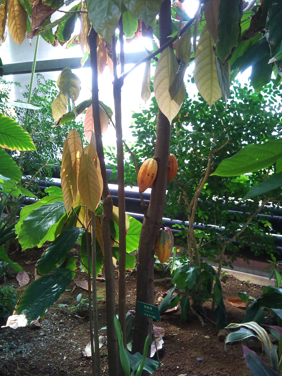 熱帯植物園の恐るべし生態系 女社長 明日があるさ 熱帯植物園の恐るべし生態系 女社長 明日があるさ