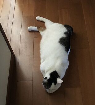落ちネコ1