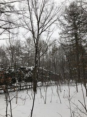 雪が降る1