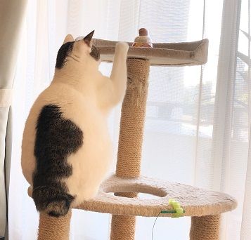 ゆずの負け3