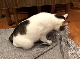 こたつカバー2