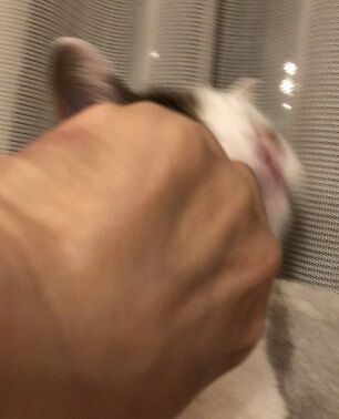 ノックアウト3