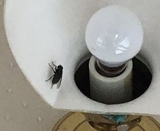 生き物2