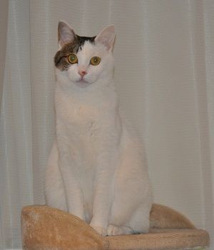 正しい座り方