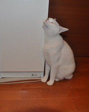 ごはん愛